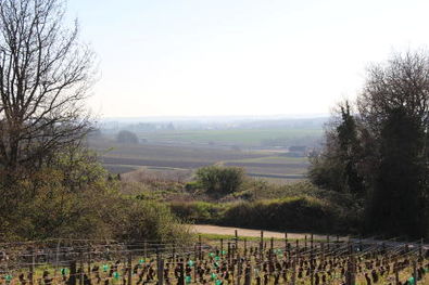 Xavier Durand Vineyards in Ladoix